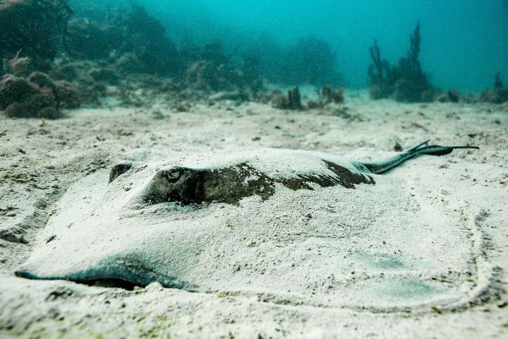 a cow lying in a body of water