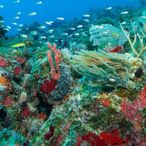 underwater view of a swimming pool