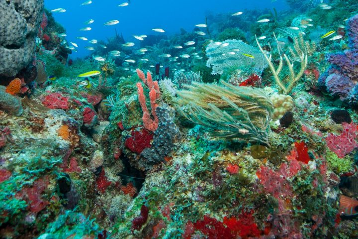 underwater view of a swimming pool