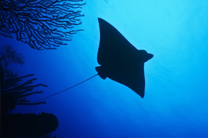 a fish swimming under water