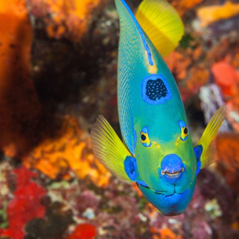 a close up of a fish