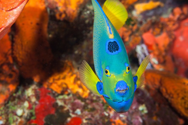 a close up of a fish