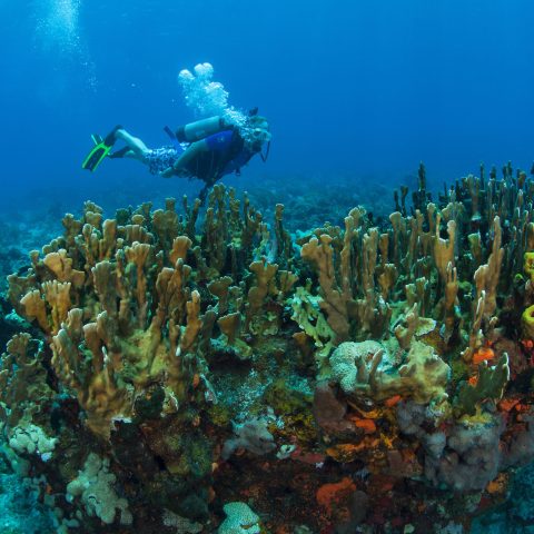 underwater view of a swimming pool