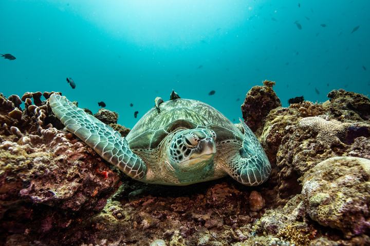 a turtle swimming under water