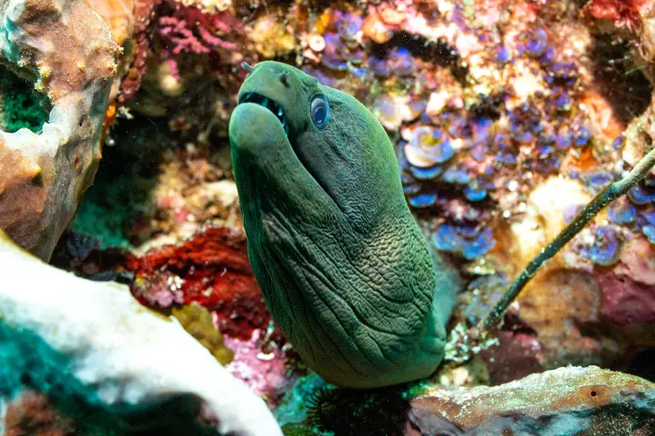 a fish swimming under water
