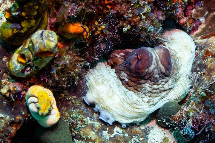 a close up of an animal