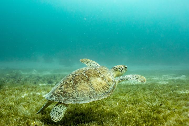 a turtle swimming under water