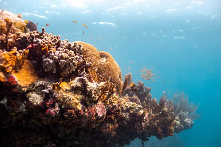 underwater view of a large rock