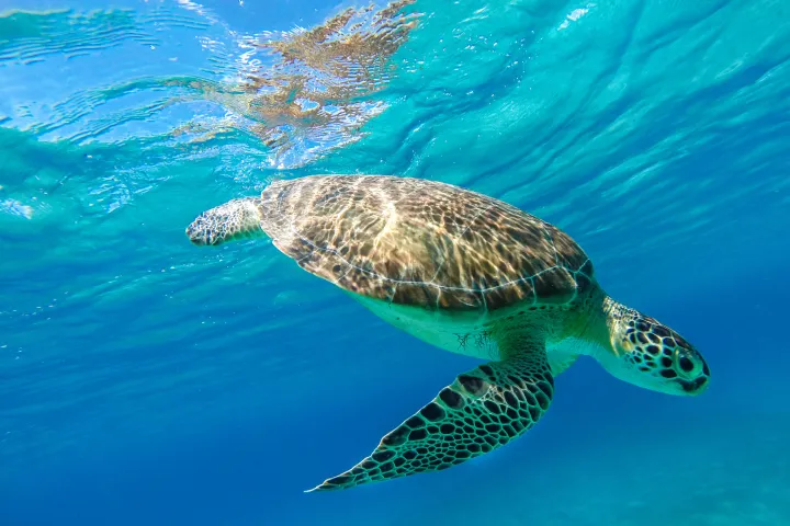 a turtle swimming under water