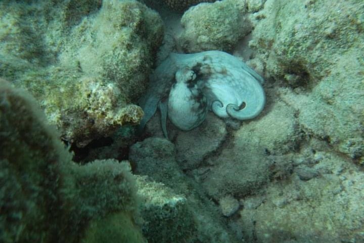 a close up of a rock