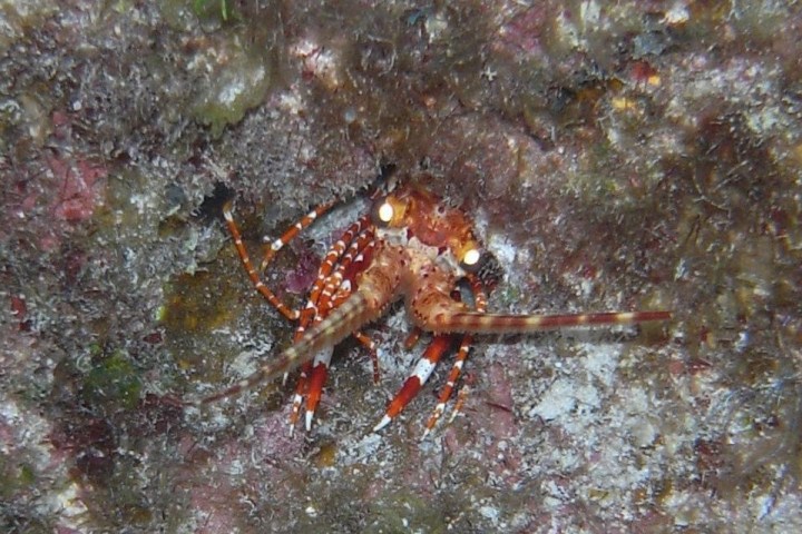 a close up of an animal