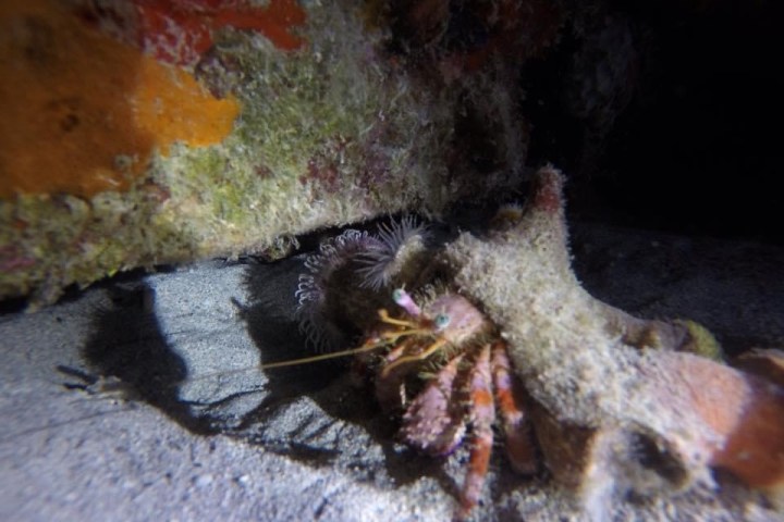 Hermit Crab