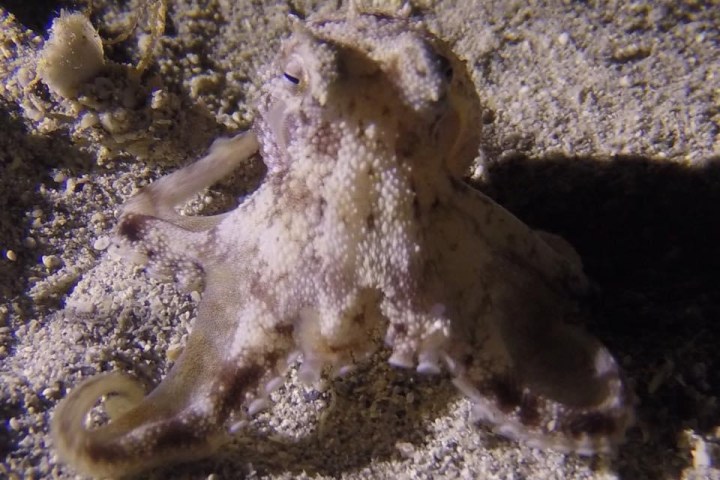 octopus