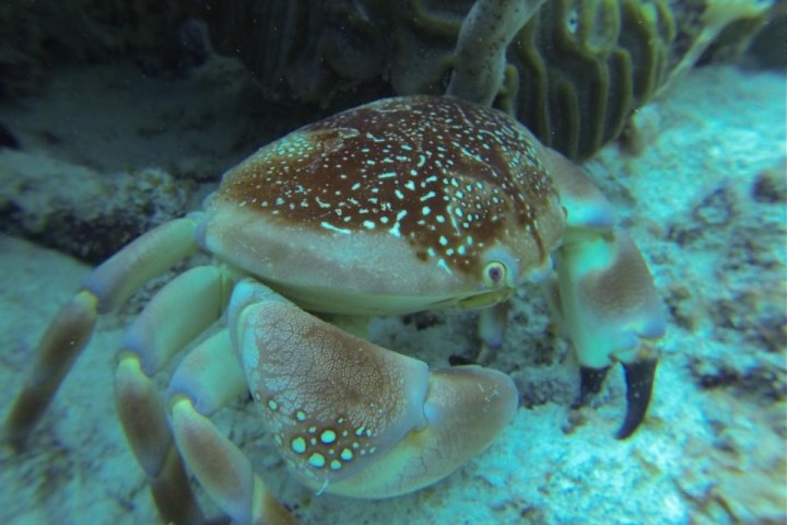 a close up of an animal