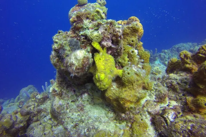 underwater view of a coral