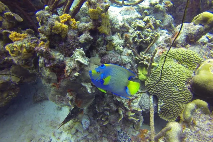 a fish swimming under water