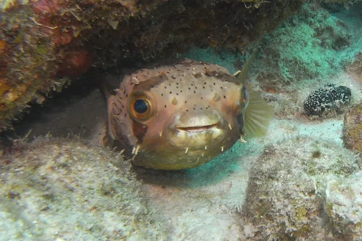 a close up of a fish