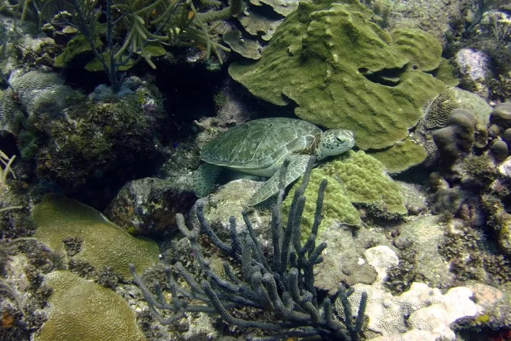 a close up of a rock