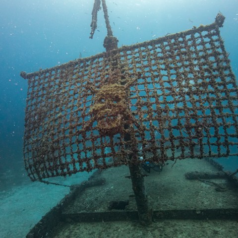 a fish swimming under water