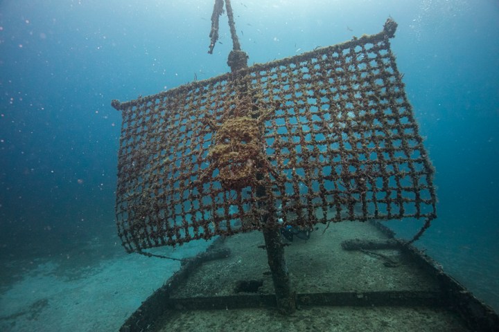 a fish swimming under water