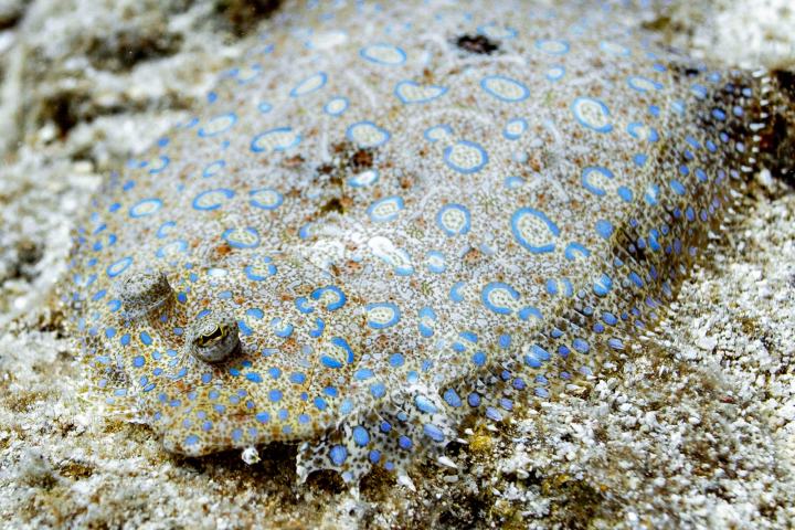 a close up of a rock
