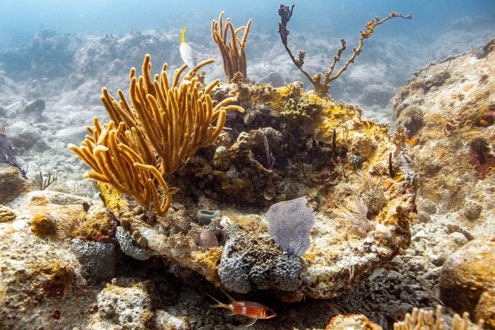 a close up of a rock