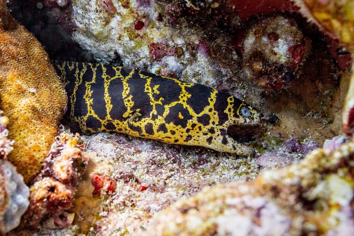 a close up of a fish