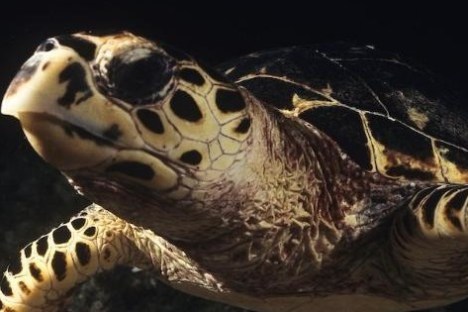 a turtle swimming under water