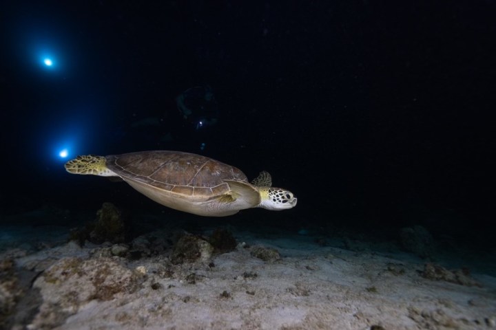 a close up of an animal