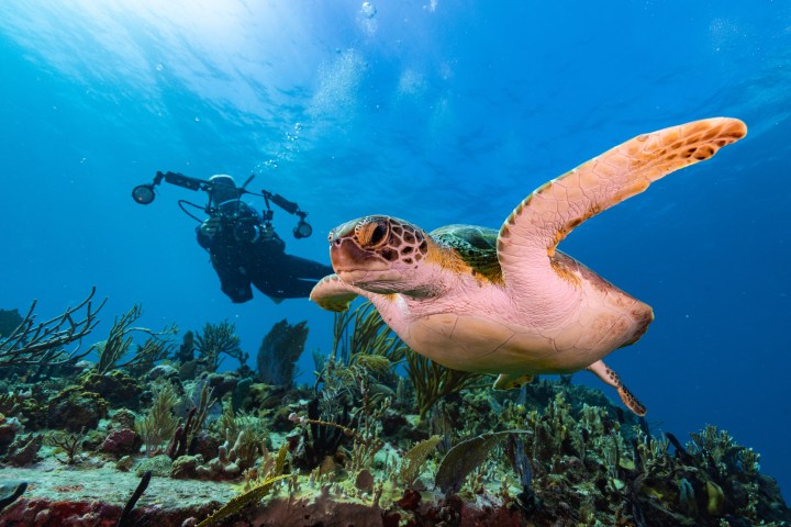 a bird swimming in water