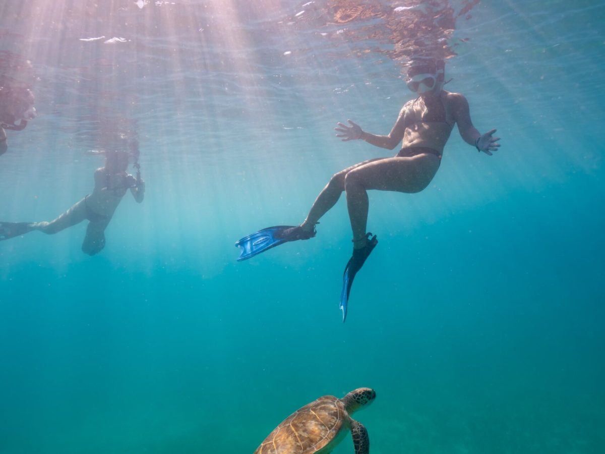 a bird swimming in water