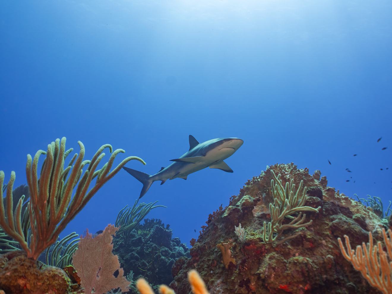 a bird flying in the sky