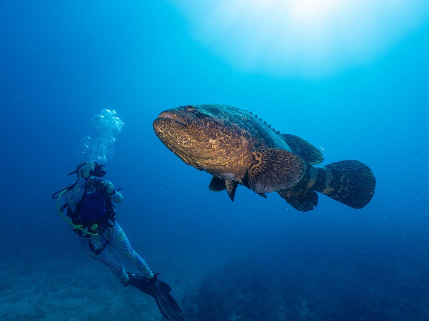 a bird swimming in water