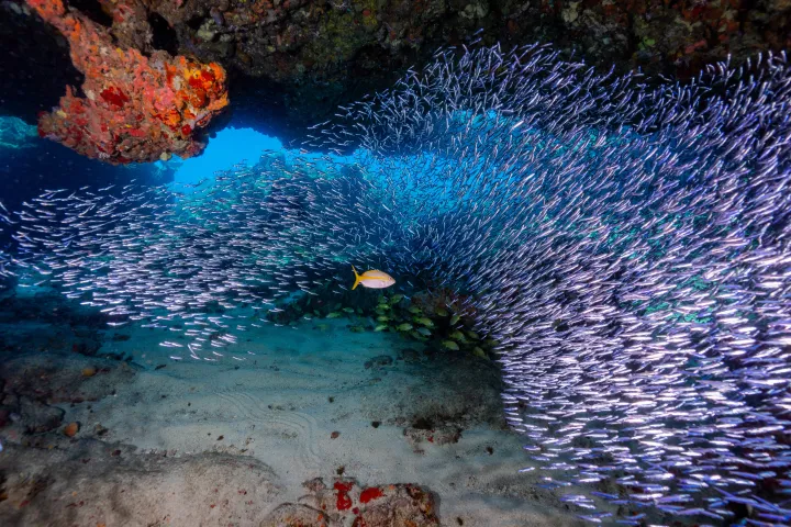 Underwater scene with a large school of silvery fish swimming near coral and rock formations.